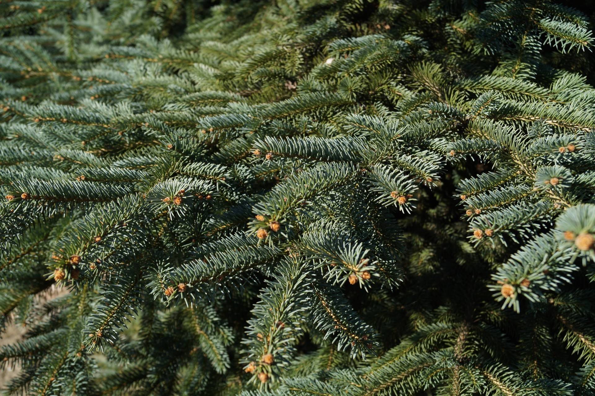 Picea pungens_02